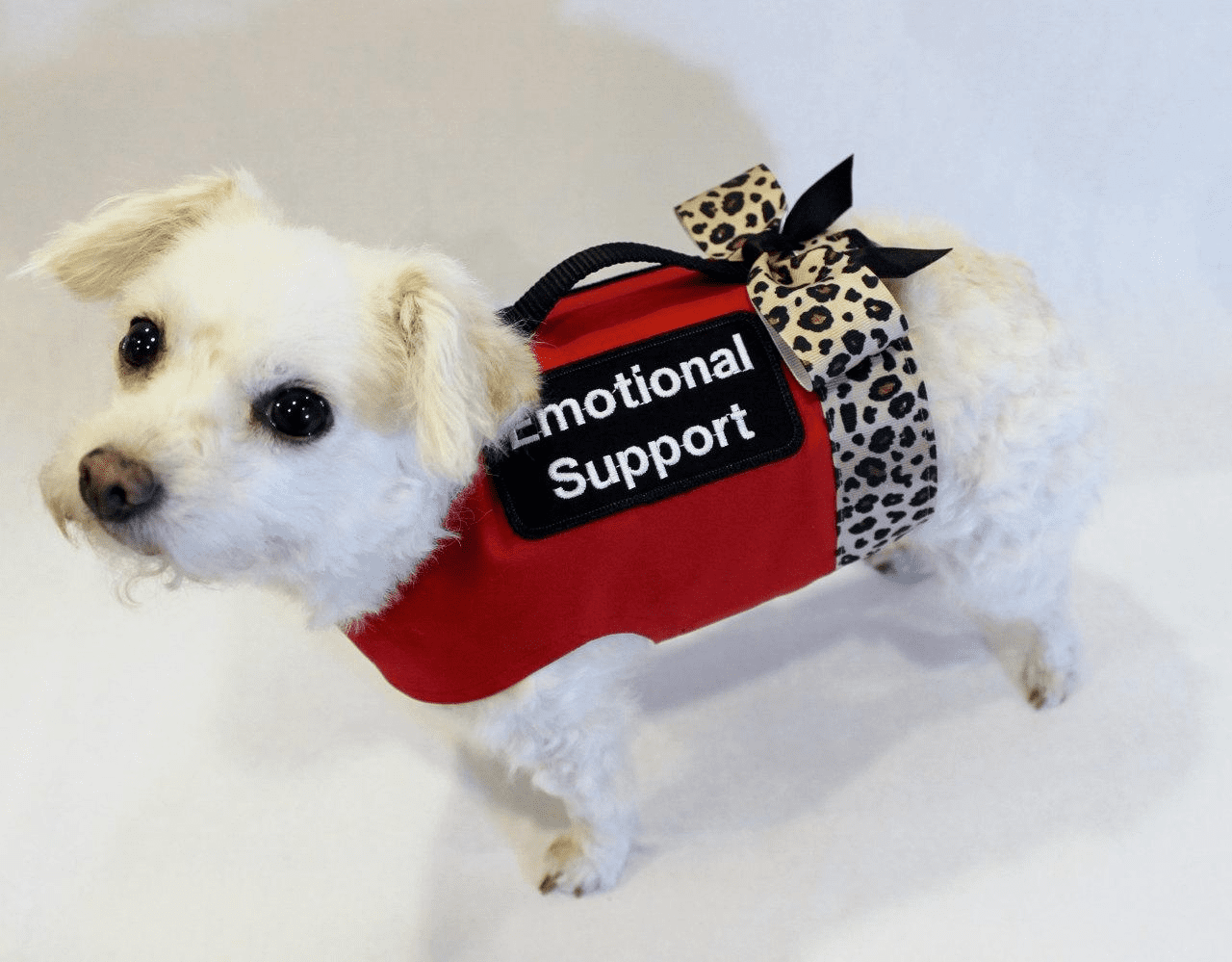 emotional support animal