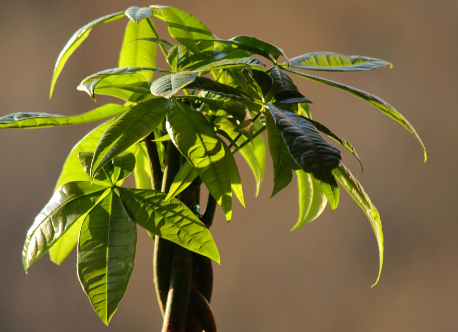 Emotional support plant outdoor