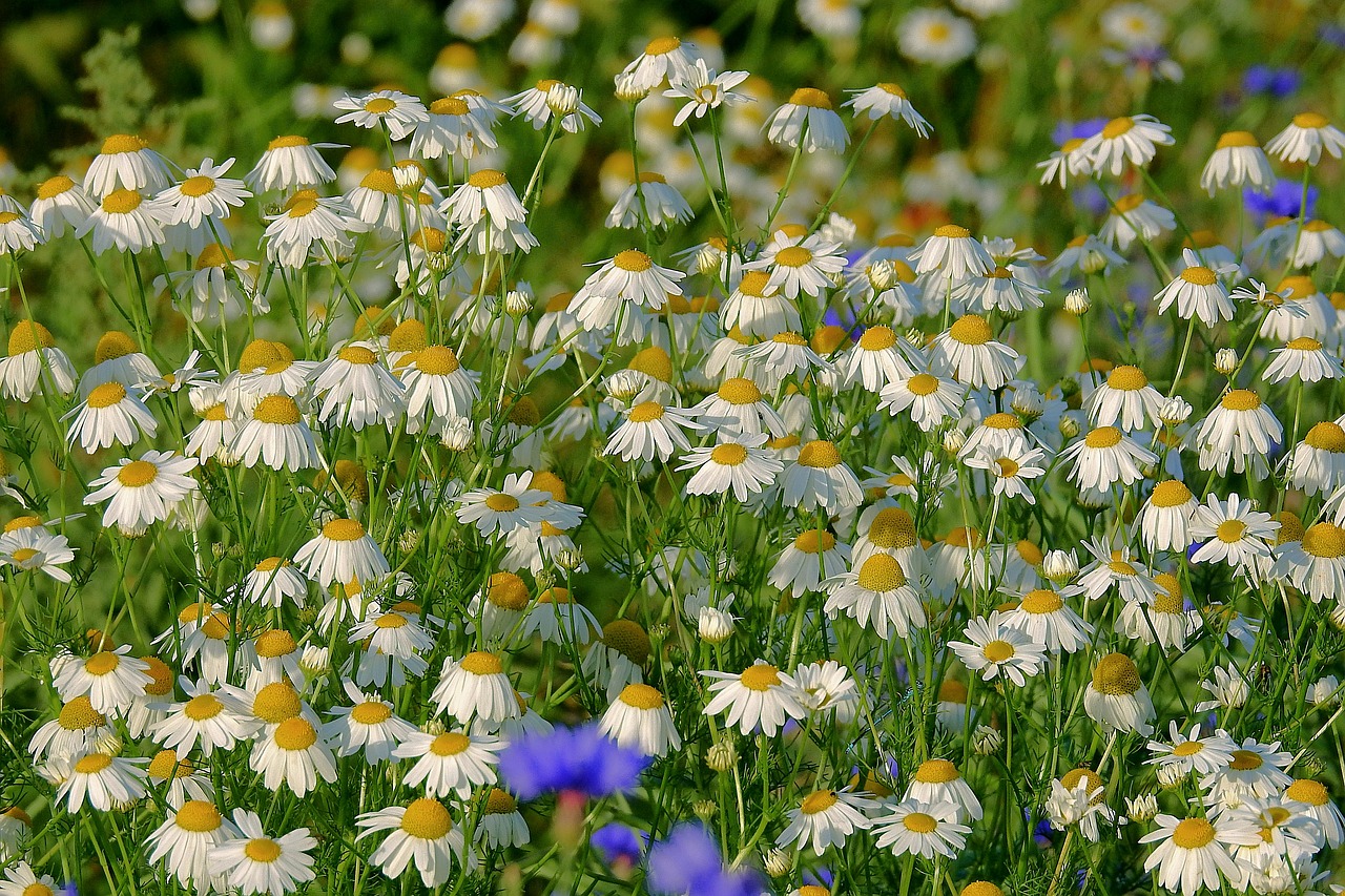 Chamomile emotional support